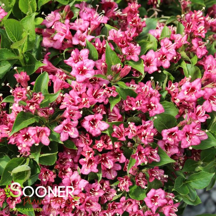 SNIPPET® DARK PINK WEIGELA 3 SNIPPET® DARK PINK WEIGELA - Image 3