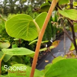 FRAGRANT SNOWBELL -Plant Urea Sales DETA3 3762