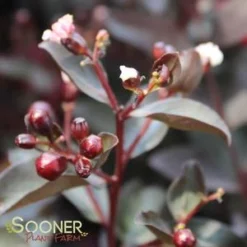 DOUBLE DYNAMITE® CRAPEMYRTLE 8 DOUBLE DYNAMITE® CRAPEMYRTLE -Plant Urea Sales DETA3 3805