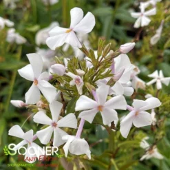 FASHIONABLY EARLY CRYSTAL GARDEN PHLOX -Plant Urea Sales DETA3 3879