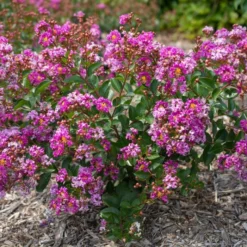 BELLINI® GRAPE CRAPEMYRTLE 5 BELLINI® GRAPE CRAPEMYRTLE -Plant Urea Sales DETA3 3955