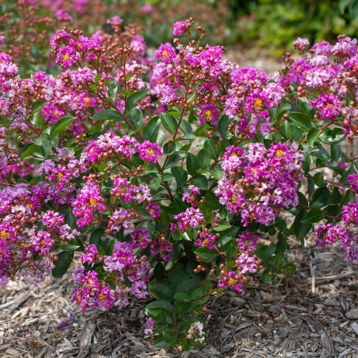 BELLINI® GRAPE CRAPEMYRTLE 3 BELLINI® GRAPE CRAPEMYRTLE - Image 3