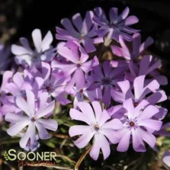 BEDAZZLED LAVENDER PHLOX 7 BEDAZZLED LAVENDER PHLOX -Plant Urea Sales DETA3 3969