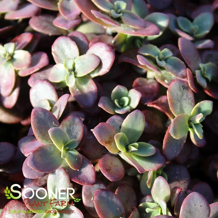 SUNSPARKLER® FIRECRACKER SEDUM 2 SUNSPARKLER® FIRECRACKER SEDUM - Image 2