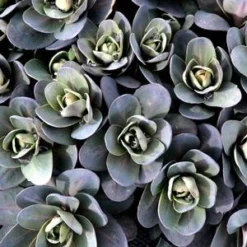 MARINA SEDUM -Plant Urea Sales DETA3 4022