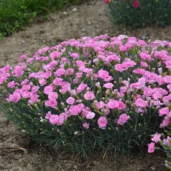 FRUIT PUNCH® SWEETIE PIE DIANTHUS -Plant Urea Sales DETA3 4105