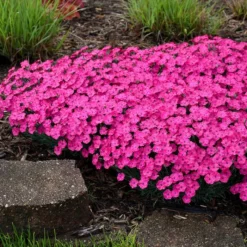 PAINT THE TOWN MAGENTA DIANTHUS -Plant Urea Sales DETA3 4107