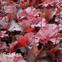 PRIMO® MAHOGANY MONSTER CORAL BELLS 7 PRIMO® MAHOGANY MONSTER CORAL BELLS -Plant Urea Sales DETA3 4125