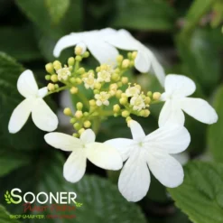 SUMMER SNOWFLAKE DOUBLEFILE VIBURNUM -Plant Urea Sales DETA3 413