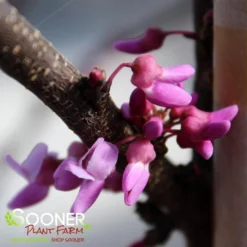 ALLEY CAT VARIEGATED REDBUD -Plant Urea Sales DETA3 4214