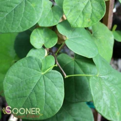 VANILLA TWIST WEEPING REDBUD -Plant Urea Sales DETA3 4215