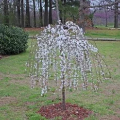 SNOW FOUNTAIN WEEPING FLOWERING CHERRY -Plant Urea Sales DETA3 433