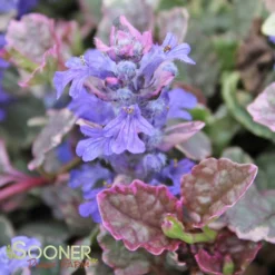 BURGUNDY GLOW AJUGA -Plant Urea Sales DETA3 447