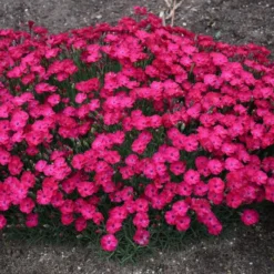 PAINT THE TOWN RED DIANTHUS -Plant Urea Sales DETA3 4548