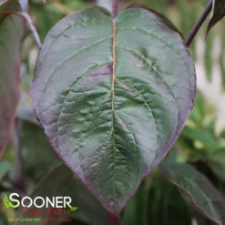 SUPER PRINCESS DOGWOOD -Plant Urea Sales DETA3 4699