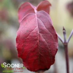 Plant Urea Sales -Plant Urea Sales DETA3 4700