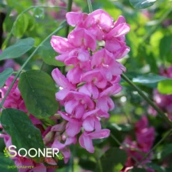 PURPLE ROBE™ BLACK LOCUST -Plant Urea Sales DETA3 4741