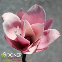 GALAXY MAGNOLIA 8 GALAXY MAGNOLIA -Plant Urea Sales DETA3 4796