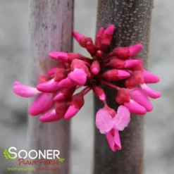 TENNESSEE PINK REDBUD -Plant Urea Sales DETA3 4802
