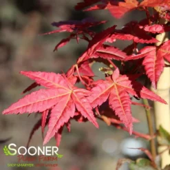 BENI MAIKO UPRIGHT JAPANESE MAPLE -Plant Urea Sales DETA3 4895