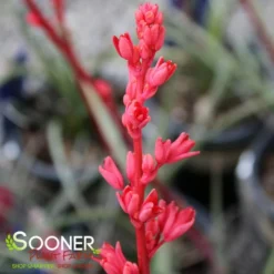 Plant Urea Sales -Plant Urea Sales DETA3 5002