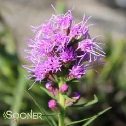 KOBOLD GAYFEATHER -Plant Urea Sales DETA3 503