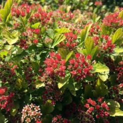 RASPBERRY LEMONADE⢠NINEBARK