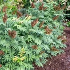 CHERRY ON TOP™ SORBARIA -Plant Urea Sales DETA3 5197