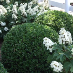 NEWGEN® INDEPENDENCE™ BOXWOOD -Plant Urea Sales DETA3 5225