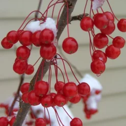 SWEET SUGAR TYME® CRABAPPLE -Plant Urea Sales DETA3 5288