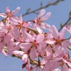 PINK SNOW SHOWERS™ WEEPING CHERRY -Plant Urea Sales DETA3 5289