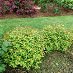 DOUBLE PLAY® DOLLY™ SPIRAEA -Plant Urea Sales DETA3 5303