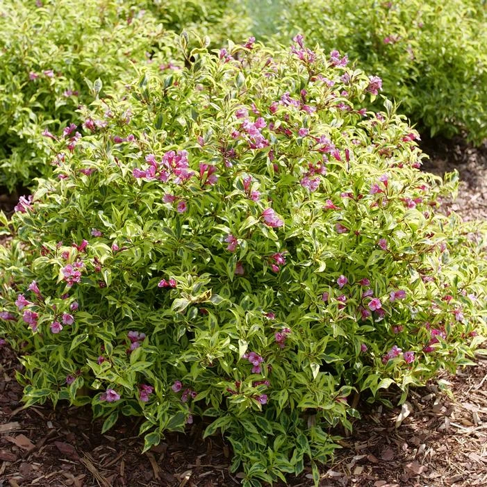 BUBBLY WINE™ WEIGELA 1 BUBBLY WINE™ WEIGELA