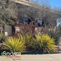 Plant Urea Sales -Plant Urea Sales DETA3 537