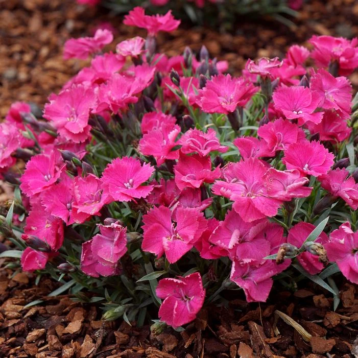 VIVID™ BRIGHT LIGHT DIANTHUS 3 VIVID™ BRIGHT LIGHT DIANTHUS - Image 3