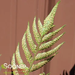 JURASSIC™ STEGOSAURUS JAPANESE HOLLY FERN -Plant Urea Sales DETA3 5564