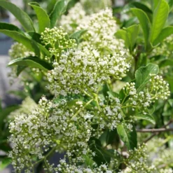YARDLINE™ VIBURNUM -Plant Urea Sales DETA3 5749