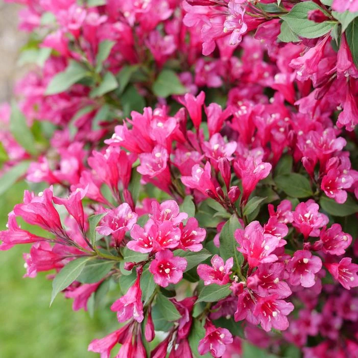 SONIC BLOOM® PUNCH™ WEIGELA 1 SONIC BLOOM® PUNCH™ WEIGELA