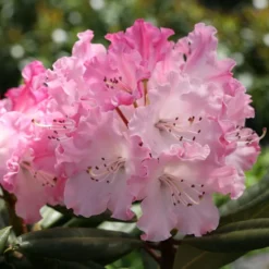 DANDY MAN COLOR WHEEL® RHODODENDRON 5 DANDY MAN COLOR WHEEL® RHODODENDRON -Plant Urea Sales DETA3 5763