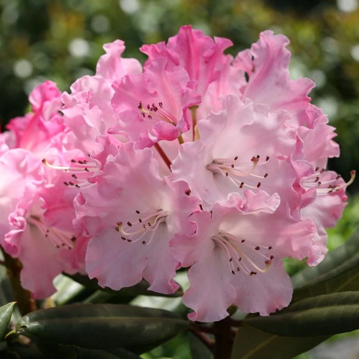 DANDY MAN COLOR WHEEL® RHODODENDRON 3 DANDY MAN COLOR WHEEL® RHODODENDRON - Image 3