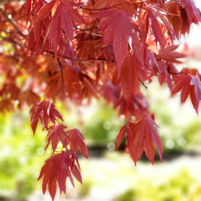 SAMURAI SWORD™ UPRIGHT JAPANESE MAPLE 1 SAMURAI SWORD™ UPRIGHT JAPANESE MAPLE