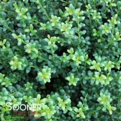 LUCKY MARBLE™ DWARF JAPANESE HOLLY