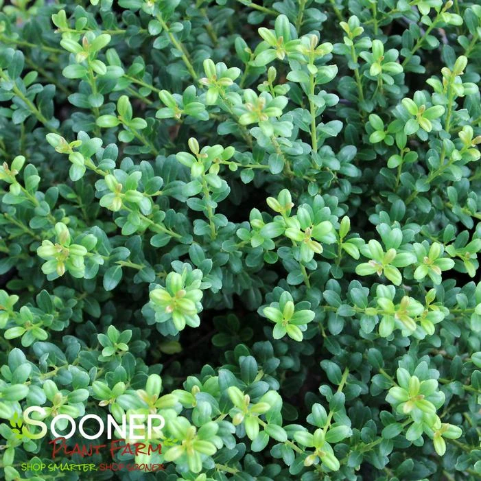 LUCKY MARBLE™ DWARF JAPANESE HOLLY 1 LUCKY MARBLE™ DWARF JAPANESE HOLLY