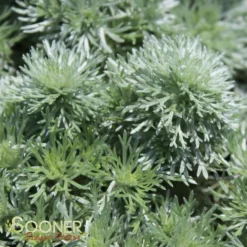 SILVER MOUND WORMWOOD -Plant Urea Sales DETA3 587