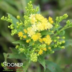 LITTLE LEMON GOLDENROD -Plant Urea Sales DETA3 588