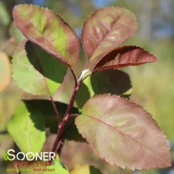 AUTUMN BRILLIANCE® SERVICEBERRY -Plant Urea Sales DETA3 6