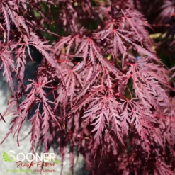 TAMUKEYAMA WEEPING JAPANESE MAPLE -Plant Urea Sales DETA3 693