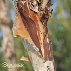 CENTER GLOW⢠NINEBARK