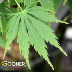 OMURA YAMA UPRIGHT JAPANESE MAPLE -Plant Urea Sales DETA3 709