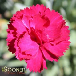 FROSTY FIRE DIANTHUS -Plant Urea Sales DETA3 732